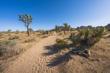 hiking the lost horse mine loop trail in joshua tree national park, california, usa