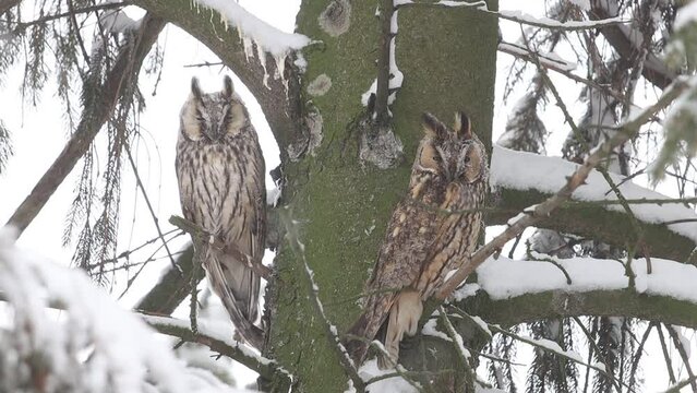 two owls sit in a snowy forest