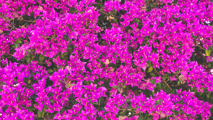 Obraz premium Lush background of purple, flower, green plant bushes