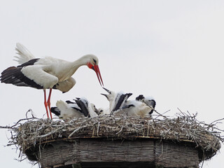 Storch mit seinen Jungen auf dem Nest, Jo und Hanni im Johannesbachtal in Bielefeld