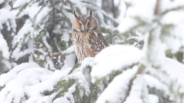 wise owl sits in a snowy forest
