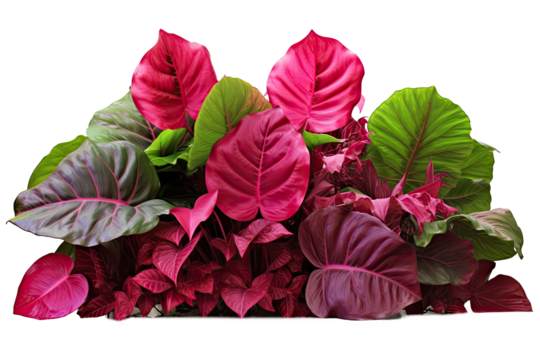 green leaves of tropical plants bush (Monstera, palm, rubber plant, pine, bird's nest fern, succulent , ). isolated on transparent background . PNG, cutout, or clipping path.	
