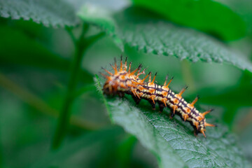 photo of caterpillars eating leaves