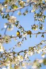 chanchito amarillo