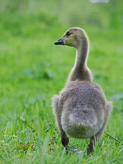 Kanada Gans Küken