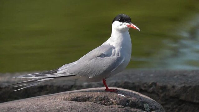 Common tern is waiting for fish sitting on the embankment of the river. Close-up. The common tern (Sterna hirundo) is a seabird in the family Laridae. 