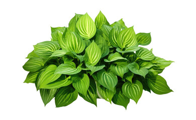  green leaves from Javanese treebine or grape ivy (Cissus spp.), a jungle vine and hanging ivy plant bush foliage, isolated on a white background with a clipping path.	
