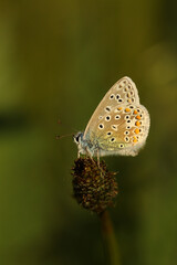 Common blue butterfly