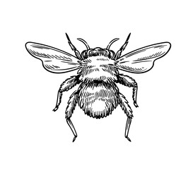 Hand drawn insect vector concept