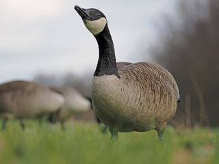 Kanada Gans