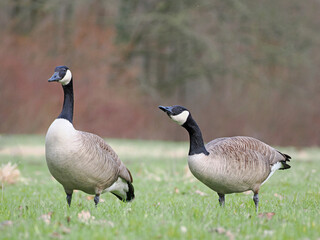 Kanada Gänse