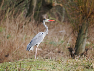 Silberreiher am Obersee in Bielefeld Schildesche
