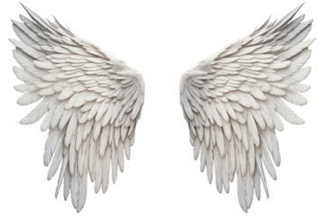 realistic angel wings. White wing, isolated on a transparent background. PNG, cutout, or clipping path.