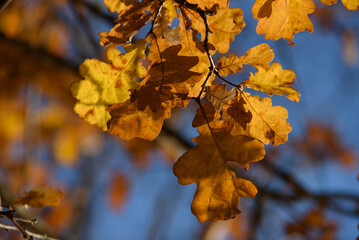 brown leaves on oak branches in a sunny autumn day