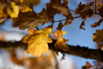 brown leaves on oak branches in a sunny autumn day