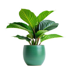 exotic topical houseplant in a green vase, isolated on a transparent background with a clipping path. Home garden decor plant on a white background	
