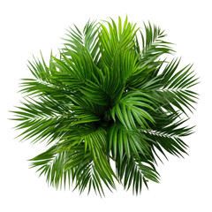 Green Areca House Plant.   isolated on transparent background . PNG, cutout, or clipping path.	