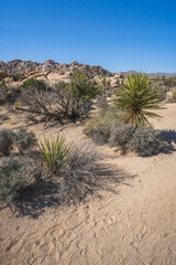 hiking the lost horse mine loop trail in joshua tree national park, california, usa