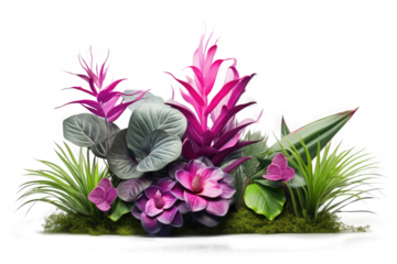 Lush foliage of tropical plants with pink Bromelia, Guzmania, and Pink Quill flowers, creating an indoor garden backdrop. Isolated on a transparent background. PNG, cutout, or clipping path.