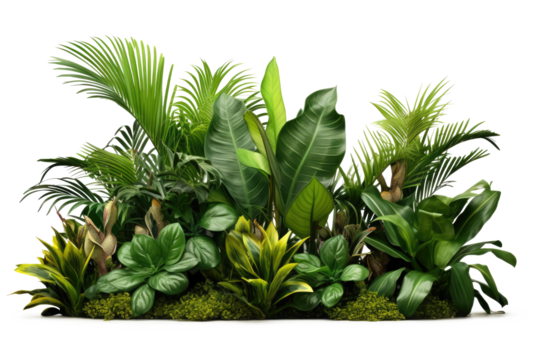 Green leaves of tropical plants bush (Monstera, palm, rubber plant, pine, bird's nest fern) floral arrangement indoors garden nature backdrop. PNG, cutout, or clipping path.	
