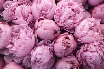 pink peonies close up background