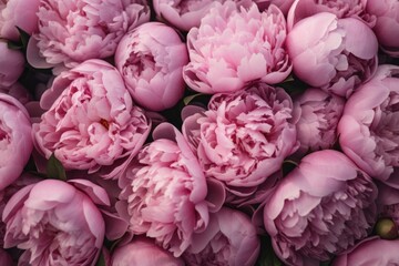 pink peonies close up background