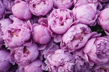 violet peonies close up background