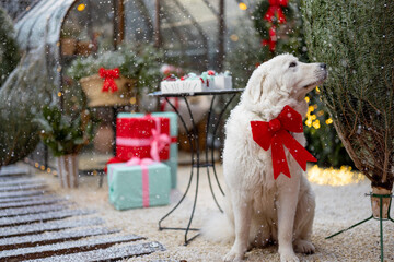 Adorable cute white dog with festive deer horns and bow sits at beautifully decorated backyard for a winter holidays. Concept of decorations and celebrations of New Year's holidays