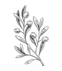 Olive branch vector sketch