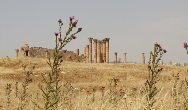 Jerash l'antique : paysage des colones et des ruines en Jordanie