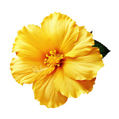Yellow flower   isolated on transparent background . PNG, cutout, or clipping path.	