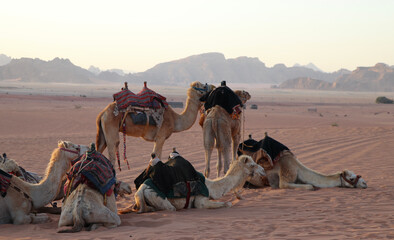 Excursion à dos de dromadaire (chameau) dans le désert de Wadi Rum - Jordanie