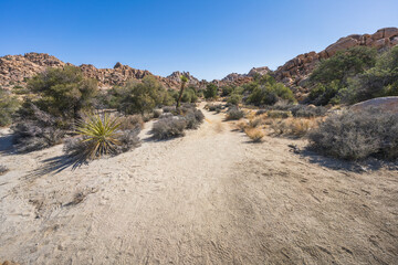 hiking the lost horse mine loop trail in joshua tree national park, california, usa