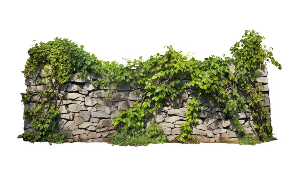 Bunch of green leaves hanging from the old wall on white transparent background. - Powered by Adobe