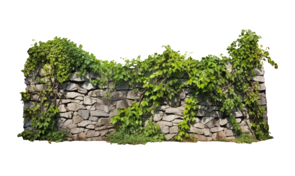 Bunch of green leaves hanging from the old wall on white transparent background. 