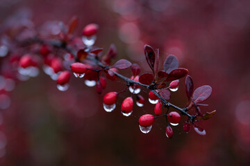 Piękne krople na czerwonych owalnych owocach na jesiennym krzewie. - obrazy, fototapety, plakaty