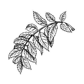 Rowan leaves. Black and white vector graphics. Isolated on a white background. Design element for packaging, printed products. For banners and menus, cards, textiles and posters.