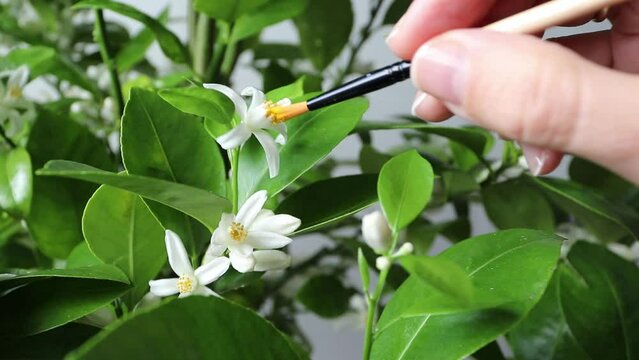 Hand pollination citrus for fruit production using paintbrush and moving from flower to flower.
Grow calamondin orange tree indoors. Potted calamansi houseplant care.