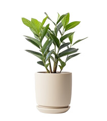 a ornamental plant (Zamioculcas ) in white pot, isolated on a transparent background. PNG, cutout, or clipping path.	