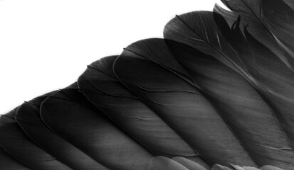 black feather pigeon macro photo. texture or background