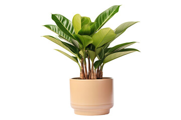 a ornamental plant (Calatheas) in white pot, isolated on a transparent background. PNG, cutout, or clipping path.	