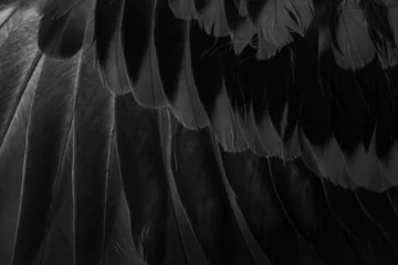 Foto auf Acrylglas black feather pigeon macro photo. texture or background © Krzysztof Bubel