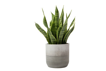 Sansevieria houseplant in gray pot, indoor plants, isolated on a transparent background. PNG, cutout, or clipping path.	
