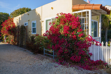 Bougainvillea cascades down the house wall, ornamental display of climbing vines