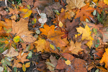 Autumn maple leaves cover the ground. Autumn concept