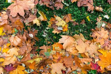 Autumn maple leaves cover green grass. Autumn concept