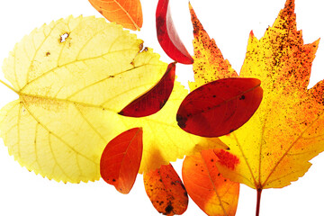 Closeup of assorted bright colorful autumn leaves isolated on white background