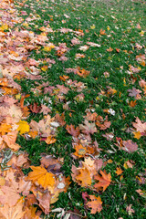 Autumn maple leaves cover the ground