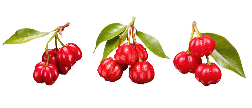 Ripe Pitanga fruit - Surinam cherry - Brazilian cherry - French cherry - Cayenne cherry - Florida cherry. Dark deep orange color. Transparent background collection. Exotic fruit. 