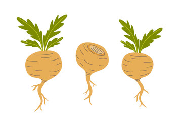 Maca or Peruvian ginseng plant. Healthy root vegetable. white background. Natural remedy vector graphic. Flat cartoon illustration isolated on white background.  - obrazy, fototapety, plakaty